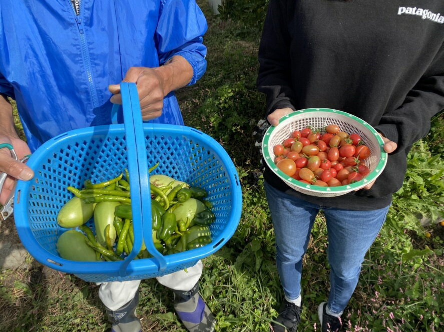 【ふるさと納税】自然農野菜セット（夏野菜セット）　2024年8月頃～発送予定　先行予約！