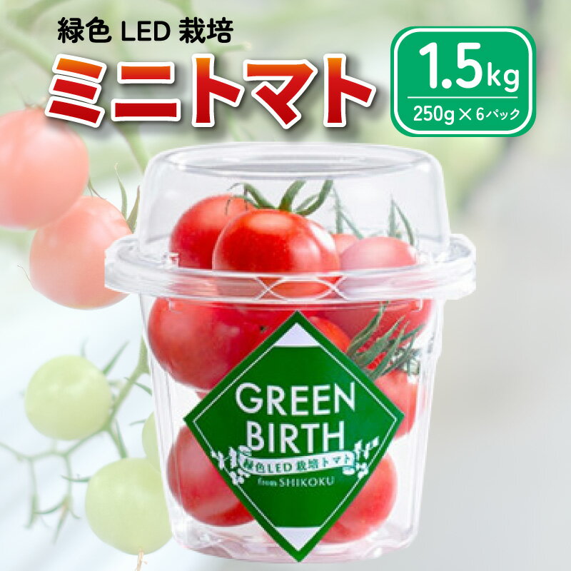 【ふるさと納税】 トマト ミディトマト 1.5kg (250g×6) グリーンバース 2024年 11月~ 発送予定 野菜 やさい 果物 スイーツ ジュース トマトジュース パスタ スパゲッティ ソース サラダ ドレッシング ピザ カレー プチトマト 送料無料 四電工 徳島県 吉野川市