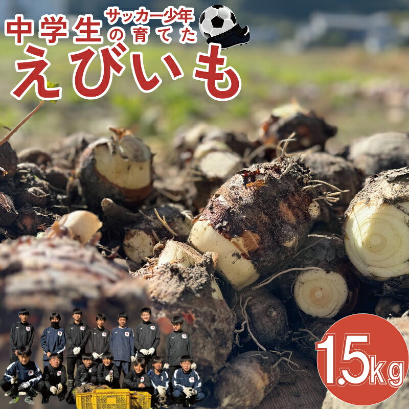 【ふるさと納税】 エビイモ えびいも 1.5kg 1箱 海老芋 いも 芋 サイズ 不揃い 野菜 中学 ...
