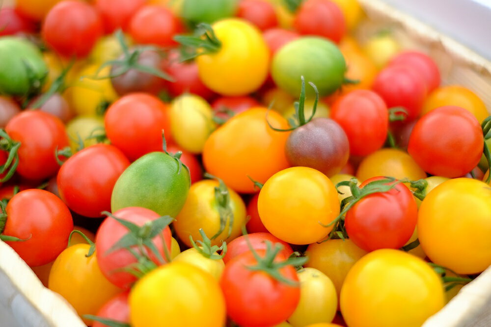 【ふるさと納税】カラフルトマト（250g×8、計2kg）のサムネイル