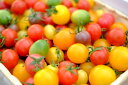 名称：カラフルトマト 産地名：徳島県吉野川市 内容量：250g×8、計2kg 保存方法：冷蔵 事業者：株式会社四電工　徳島県吉野川市川島町 地場産品基準：本市区域内で生産されたものであるため 色鮮やかで見ても食べても楽しい七色のトマトです。 色ごとに味が異なり、いろいろなトマトを一度に楽しめます。 トマトの品種は、シンディースイート、シンディーオレンジ、イエローオーレ、ブラックナイト、キャロルロゼ、ホワイトブラン、TSX114などなど！ ・ふるさと納税よくある質問はこちら ・寄付申込みのキャンセル、返礼品の変更・返品はできません。あらかじめご了承ください。寄付金の用途について (1) 「いきいきと、まちがにぎわう吉野川市」づくりのために (2) 「すこやかに、人をはぐくむ吉野川市」づくりのために (3) 「やすらぎと、美しさのある吉野川市」づくりのために (4) 「市長におまかせ」未来にかがやく吉野川市のために 受領書・ワンストップ特例のお届けについて 入金確認後、注文内容確認画面の【注文者情報】に記載の住所に2週間ほどで発送いたします。お礼の品とは別にお送りいたします。