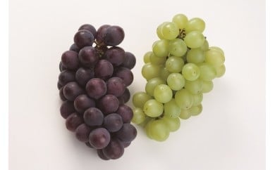 【ふるさと納税】 ぶどう 4から5房 品種おまかせ 果物 フルーツ ぶどう 葡萄 デザート スイーツ ピオーネ 巨峰 シャインマスカット ケーキ ゼリー ジュース アイス シャーベット ジェラート ギフト 贈答 プレゼント 送料無料 徳島県 吉野川市のサムネイル