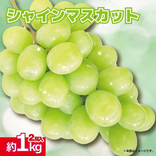 【ふるさと納税】 シャインマスカット 果物 ぶどう 2房 約 1kg <出荷時期:2025年8月中旬から9月中旬頃> フルーツ 葡萄 甘い 秋の味覚 お中元 先行予約 徳島県 阿波市 【ふるさと納税】 シャインマスカット 果物 ぶどう 2房 約 1kg <出荷時期:2025年8月中旬から9月中旬頃> フルーツ 葡萄 甘い 秋の味覚 お中元 先行予約 徳島県 阿波市