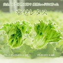 【ふるさと納税】 野菜 レタス 栽培期間中農薬不使用 詰め合わせ セット 計7個 幸せレタス フリル