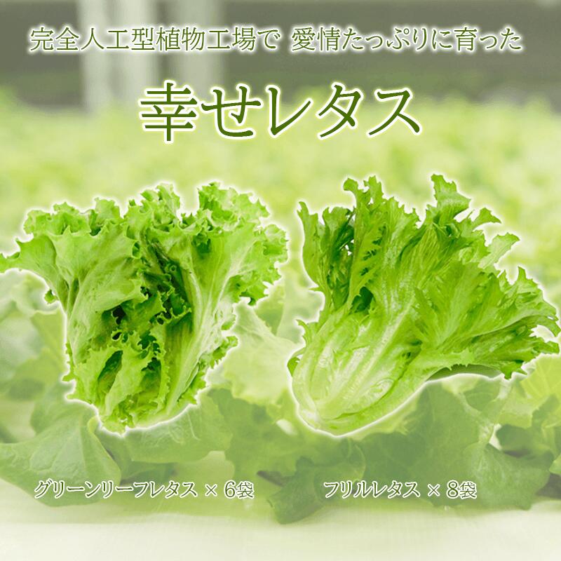  野菜 レタス 栽培期間中農薬不使用 詰め合わせ セット 計14個 サラダ グリーンリーフレタス 6個 フリルレタス 8個 水耕栽培 LED 栽培 低菌 野菜 丸ごと ベジタブル 副菜 常備菜 サラダ ヴィーガン ヘルシー 幸せレタス