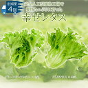  野菜 レタス 定期便 4回 詰め合わせ 栽培期間中農薬不使用 セット 計7個 幸せレタス フリルレタス グリーンリーフ 水耕栽培 LED 栽培 低菌 野菜 丸ごと ベジタブル 副菜 常備菜 サラダ ヴィーガン ヘルシー お楽しみ