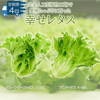 野菜 レタス 定期便 4回 詰め合わせ 栽培期間中農薬不使用 セット 計7個 幸せレタス フリルレタス グリーンリーフ 水耕栽培 LED 栽培 低菌 野菜 丸ごと ベジタブル 副菜 常備菜 サラダ ヴィーガン ヘルシー お楽しみ