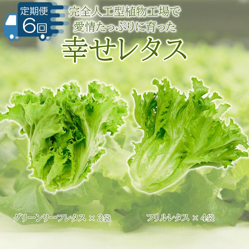 野菜・きのこ(レタス)人気ランク24位　口コミ数「0件」評価「0」「【ふるさと納税】 野菜 レタス 定期便 6回 栽培期間中農薬不使用 詰め合わせ セット 計7個 幸せレタス フリルレタス グリーンリーフ 水耕栽培 LED 栽培 低菌 野菜 丸ごと ベジタブル 副菜 常備菜 サラダ ヴィーガン ヘルシー お楽しみ」