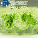  野菜 レタス 定期便 4回 栽培期間中農薬不使用 詰め合わせ セット 計14個 サラダ グリーンリーフレタス 6個 フリルレタス 8個 水耕栽培 LED 栽培 低菌 野菜 丸ごと ベジタブル 副菜 常備菜 サラダ ヴィーガン ヘルシー 幸せレタス