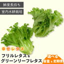 【ふるさと納税】 野菜 詰め合わせ セット レタス 選べる 容量 計 7個 14個 定期便 4回 6回 幸せレタス フリルレタス グリーンリーフ 水耕栽培 LED 栽培 低菌 野菜 丸ごと ベジタブル 副菜 常備菜 サラダ ヴィーガン ヘルシー 徳島県 阿波市