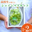 【ふるさと納税】 高校生が大切に育てた シャインマスカット 選べる 1房 2房 朝採り直送 ! ぶどう 果物 フルーツ 贈答 プレゼント 夏ギフト 贈り物