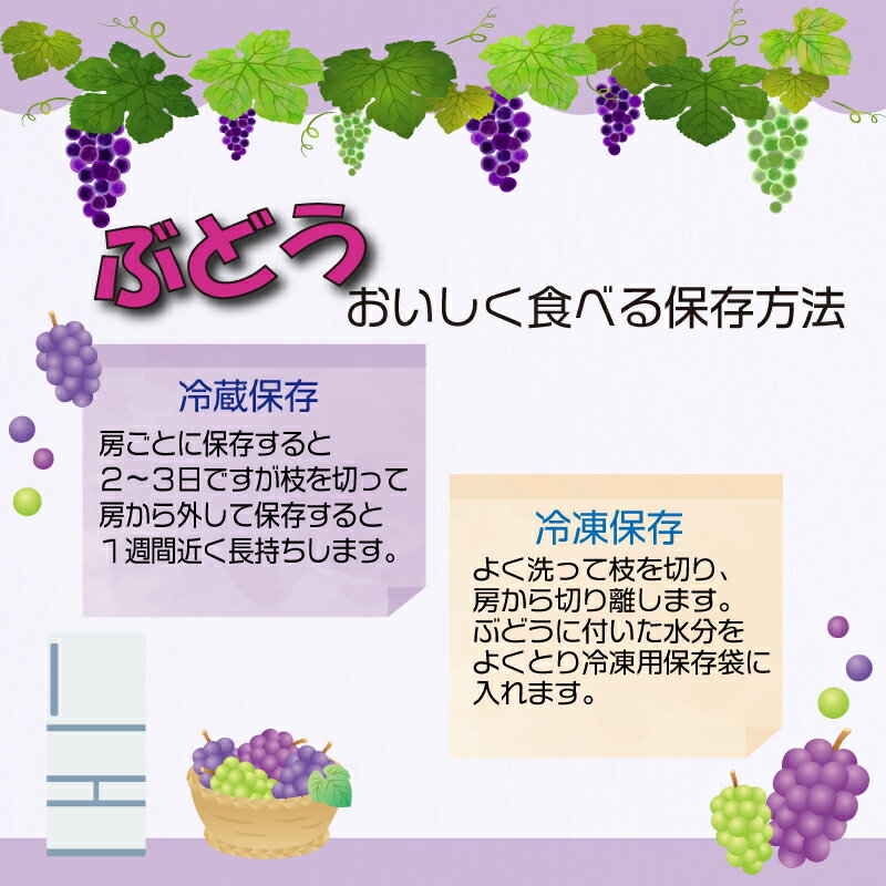 【ふるさと納税】 【 先行予約 】 巨峰 約1.5kg ＜出荷時期：2024年8月上旬～2024年9月下旬頃＞フルーツ ぶどう 葡萄 【 内祝い 内祝 お祝い 御祝い 御祝 お礼 御礼 プレゼント ギフト 贈り物 三木ぶどう園 徳島県 阿波市 】