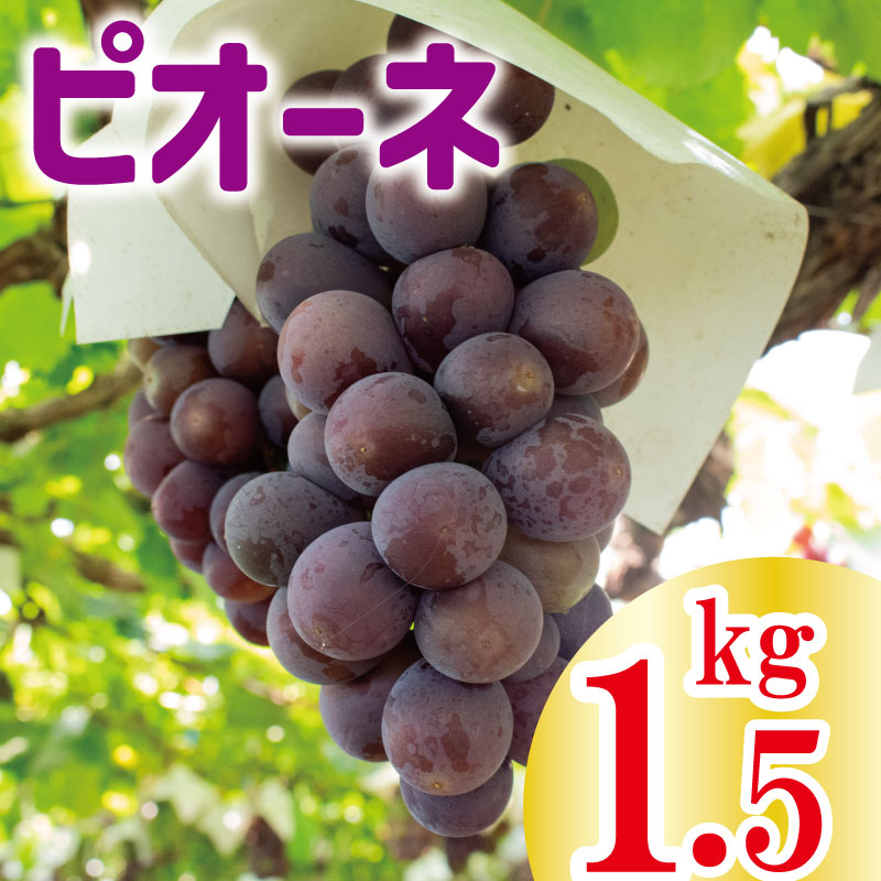 【ふるさと納税】 ぶどう ピオーネ 約 1.5kg ＜202