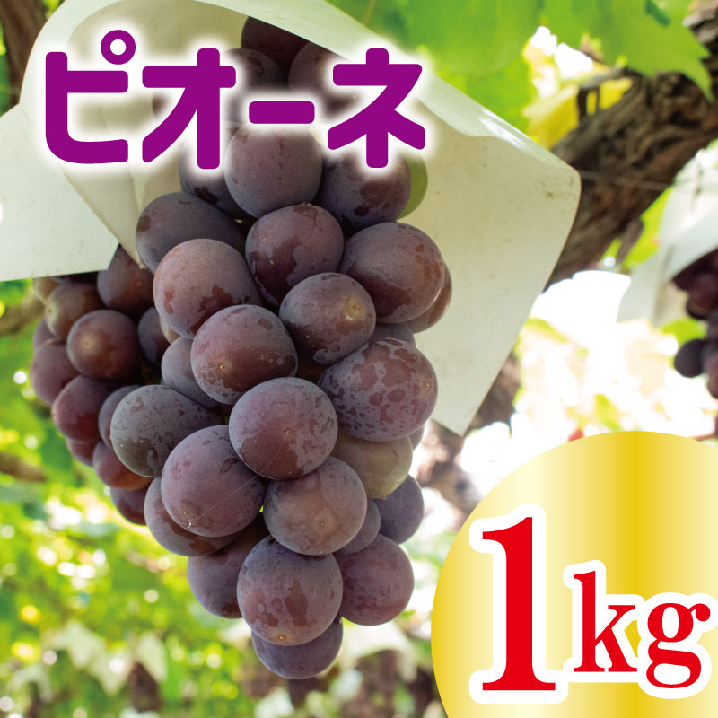 [ 先行予約 ] ピオーネ 約 1kg [出荷時期:2024年8月上旬〜2024年9月下旬頃]フルーツ ぶどう 葡萄 [内祝い 内祝 お祝い 御祝い 御祝 お礼 御礼 プレゼント ギフト 贈り物 三木ぶどう園 徳島県 阿波市 ]