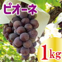 【ふるさと納税】【 先行予約 】 ピオーネ 約 1kg ＜出