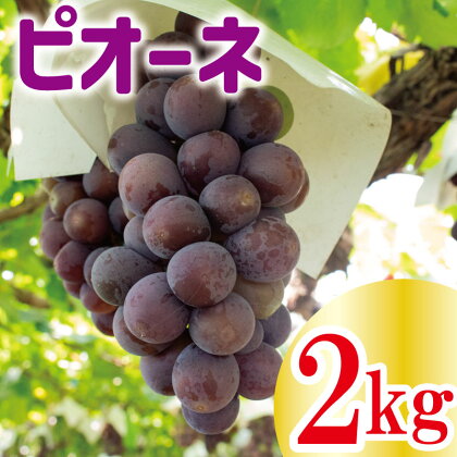 【 先行予約 】 ピオーネ 約 2kg ＜出荷時期：2024年8月上旬～2024年9月下旬頃＞フルーツ ぶどう 葡萄 【内祝い 内祝 お祝い 御祝い 御祝 お礼 御礼 プレゼント ギフト 贈り物 三木ぶどう園 徳島県 阿波市 】