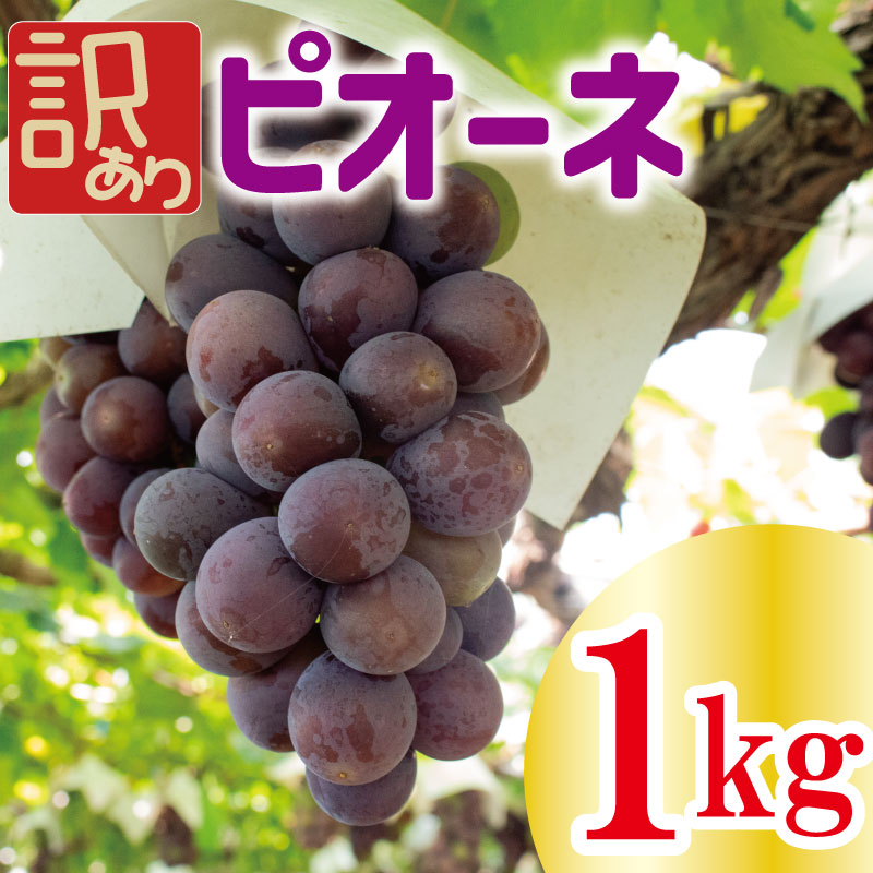 訳あり ピオーネ 約1kg [出荷時期:2024年8月上旬〜2024年9月下旬頃]フルーツ ぶどう 葡萄 [ プレゼント ギフト 贈り物 三木ぶどう園 徳島県 阿波市 ]