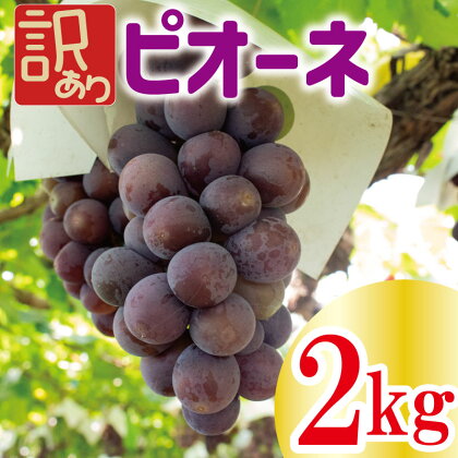 【先行予約】 訳あり ピオーネ 約2kg ＜出荷時期：2024年8月上旬～2024年9月下旬頃＞フルーツ ぶどう 葡萄 【内祝い 内祝 お祝い 御祝い 御祝 お礼 御礼 プレゼント ギフト 贈り物 三木ぶどう園 徳島県 阿波市 】