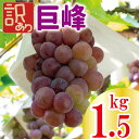 【ふるさと納税】訳あり 巨峰 約1.5kg 先行予約 ＜出荷時期：2024年8月上旬～2024年9月下旬頃＞フルーツ ぶどう 葡萄 【 三木ぶどう園 徳島県 阿波市 】