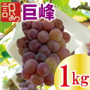 【ふるさと納税】 【先行予約】 訳あり 巨峰 約1kg ＜出