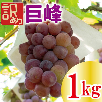 【先行予約】 訳あり 巨峰 約1kg ＜出荷時期：2024年8月上旬～2024年9月下旬頃＞フルーツ ぶどう 葡萄 【内祝い 内祝 お祝い 御祝い 御祝 お礼 御礼 プレゼント ギフト 贈り物 三木ぶどう園 徳島県 阿波市 】