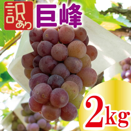 【先行予約】 訳あり 巨峰 約2kg＜出荷時期：2024年8月上旬～2024年9月下旬頃＞フルーツ ぶどう 葡萄 【内祝い 内祝 お祝い 御祝い 御祝 お礼 御礼 プレゼント ギフト 贈り物 三木ぶどう園 徳島県 阿波市 】