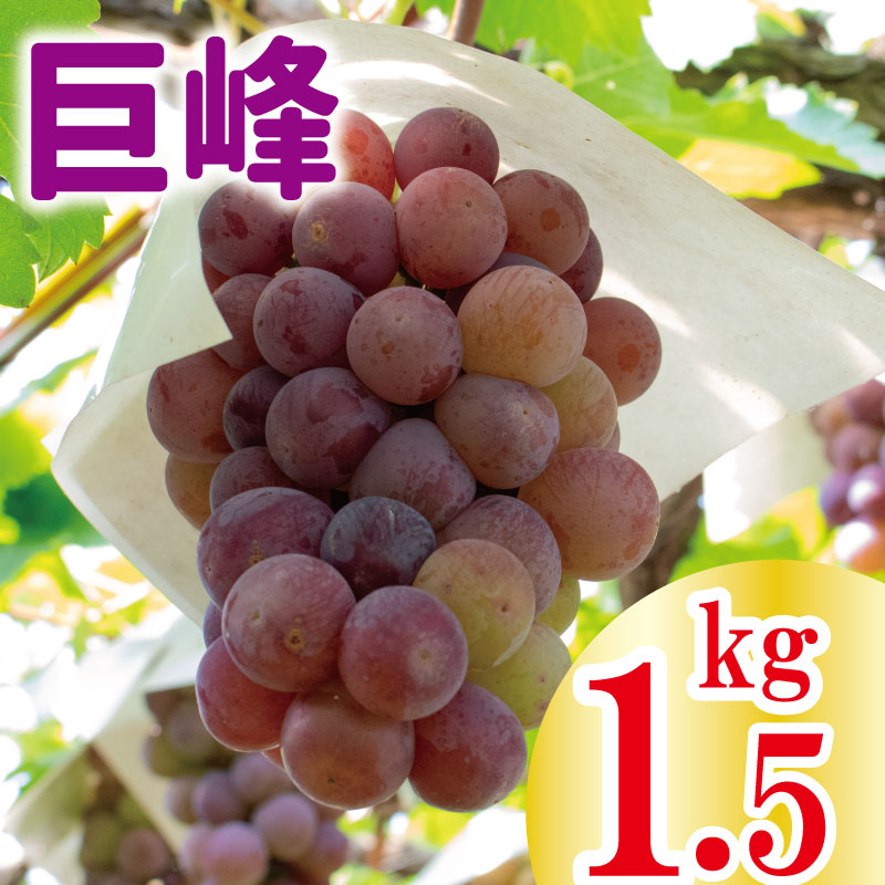 【ふるさと納税】 ぶどう 巨峰 約1.5kg ＜2024年8