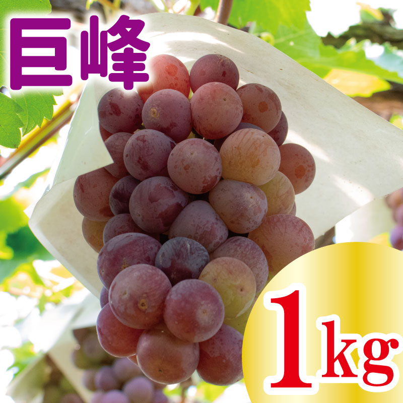 ぶどう 巨峰 約1kg 先行予約 ＜2024年8月上旬～9月下旬頃出荷＞ フルーツ 葡萄 甘い 内祝い 内祝 お祝い 御祝い 御祝 お礼 御礼 プレゼント ギフト 贈り物 三木ぶどう園 徳島県 阿波市