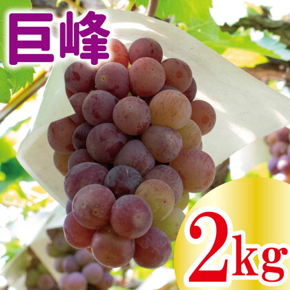 【 先行予約 】 巨峰 約 2kg ＜出荷時期：2024年8月上旬～2024年9月下旬頃＞フルーツ ぶどう 葡萄 【内祝い 内祝 お祝い 御祝い 御祝 お礼 御礼 プレゼント ギフト 贈り物 三木ぶどう園 徳島県 阿波市 】