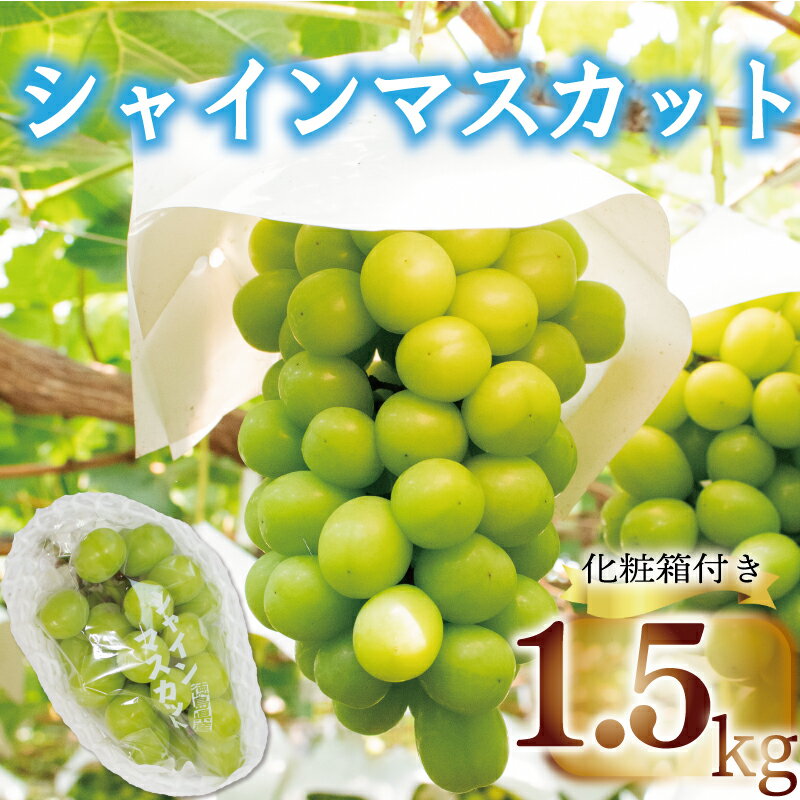 【ふるさと納税】 シャインマスカット 約 1.5kg ＜2024年8月上旬～2024年9月下旬頃発送＞ フルーツ ぶどう 葡萄 内祝い 内祝 お祝い 御祝い 御祝 お礼 御礼 プレゼント ギフト 贈り物 三木ぶど…