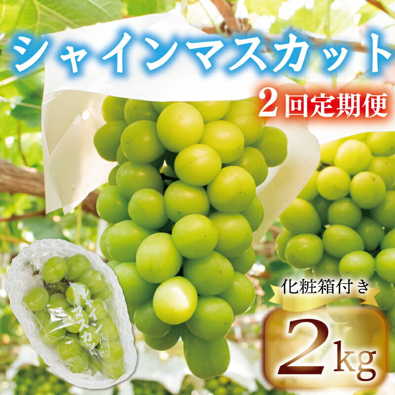 ぶどう 定期便 2回 シャインマスカット 約 1kg ＜2024年8月上旬～2024年9月下旬頃＞ フルーツ 果物 くだもの 葡萄 内祝い 内祝 お祝い 御祝い 御祝 お礼 御礼 プレゼント ギフト 贈り物 三木ぶどう園 徳島県 阿波市