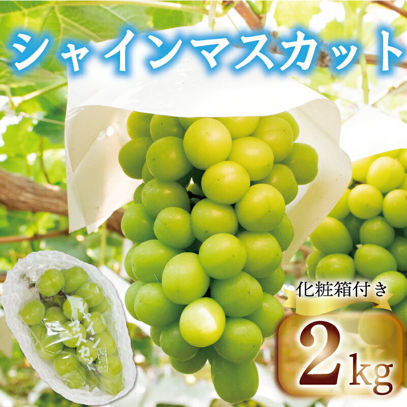 シャインマスカット 約 2kg [2024年8月上旬〜2024年9月下旬頃出荷] フルーツ ぶどう 葡萄 内祝い 内祝 お祝い 御祝い 御祝 お礼 御礼 プレゼント ギフト 贈り物 三木ぶどう園 徳島県 阿波市