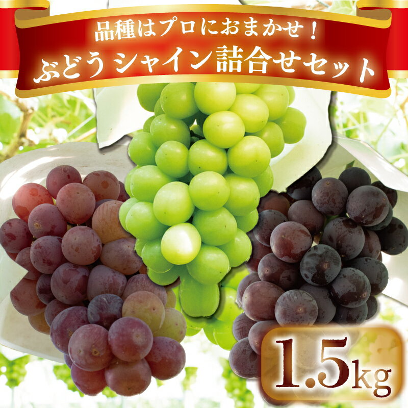 【ふるさと納税】 シャインマスカット ぶどう ピオーネ 巨峰 コトピー フルーツ 約 1.5kg 詰め合わせ セット 葡萄 おたのしみ 食べ比べ 贈答用 プレゼント 先行予約 徳島県 阿波市のサムネイル