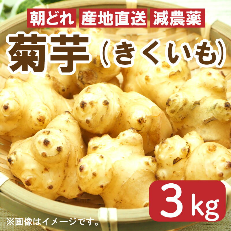 【ふるさと納税】 菊芋 きくいも 早期予約 朝採れ 産地直送 鮮度抜群 3kg 高血圧 糖尿病 花粉症 徳島県 阿波市 芋 いも 人気急上昇のサムネイル