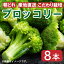 【ふるさと納税】野菜 ブロッコリー 8本 朝どれ 産地直送 先行予約 サラダ グラタン パスタ 徳島県 阿波市 7,000円