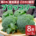 【ふるさと納税】 ブロッコリー 8本 2kg 以上 野菜 朝