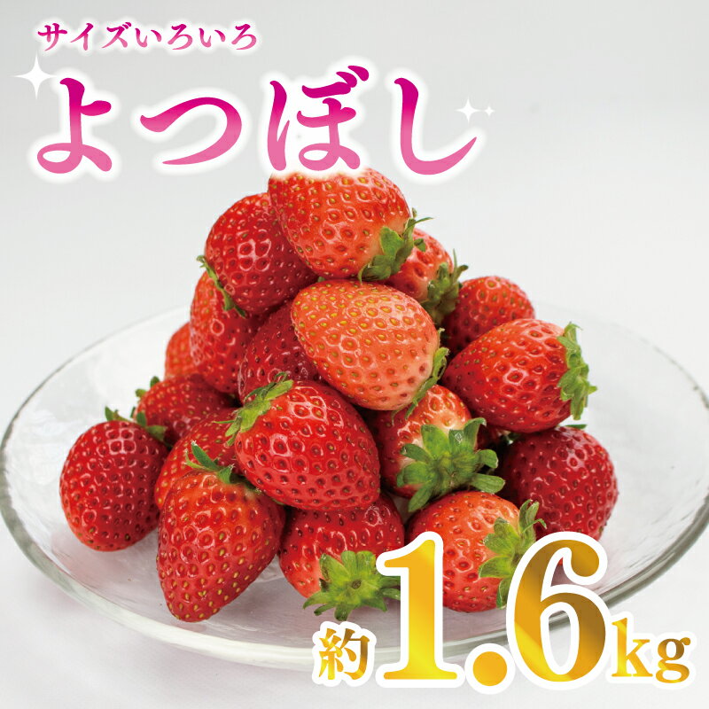 【ふるさと納税】 訳あり いちご 果物 フルーツ よつぼし 1600g 限定品 特別栽培 ストロベリー スイーツ お菓子 ケーキ 阿波市 徳島県