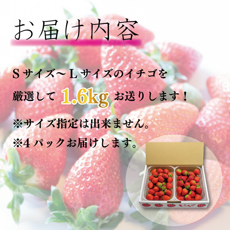 【ふるさと納税】 訳あり いちご 果物 フルーツ よつぼし 1600g 限定品 特別栽培 ストロベリー スイーツ お菓子 ケーキ 阿波市 徳島県