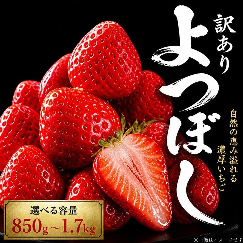 【ふるさと納税】 訳あり いちご よつぼし 850gから1.7kg 選べる 果物 フルーツ 苺 ストロベリー ケーキ アイス シャーベット ジェラート ジャム スムージー 洋菓子 和菓子 苺大福 家庭用 不揃い 規格外 人気 オススメ お取り寄せ グルメ 送料無料