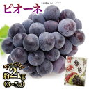 【ふるさと納税】 ぶどう ピオーネ 約2kg 3から5房 《2025年7月下旬から順次発送》 フルーツ 果物 ぶどう 葡萄 お中元 贈答用 化粧箱 内祝い 内祝 お祝い 御祝い 御祝 お礼 御礼 プレゼント ギフト 贈り物 徳島県 阿波市