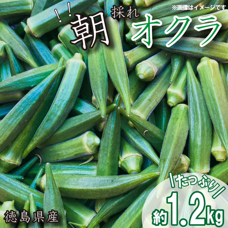 【ふるさと納税】 野菜 オクラ 約 1kg 以上 先行予約 夏野菜 阿波市産 徳島県 人気急上昇のサムネイル