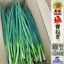 【ふるさと納税】 青ねぎ 5kg ネギ 葱 極上 薬味 国産 野菜 阿波市 うどん ギョーザ 餃子 チャーハン 焼きネギ 徳島 人気急上昇