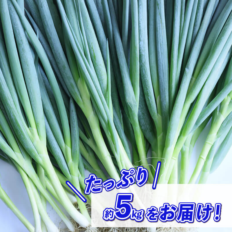 【ふるさと納税】 青ねぎ 5kg ネギ 葱 極上 薬味 国産 野菜 うどん ギョーザ 餃子 チャーハン 焼きネギ 焼き鳥 ラーメン 徳島 阿波市