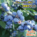 楽天徳島県阿波市【ふるさと納税】 ブルーベリー 狩り 体験 チケット 大人 2人 90分 コース 思い出 農園 観光 フルーツ狩り 果物 徳島県 阿波市