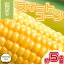 【ふるさと納税】 訳あり スイートコーン 野菜 とうもろこし 約5kg 先行予約 《2024年6月～順次発送》 産地直送 夏野菜 期間限定 数量限定 朝採れ クール便 高糖度 冷蔵 新鮮 2024年 夏 発送 サラダ 徳島県産 阿波市