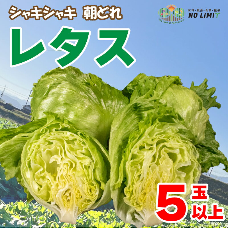 レタス 野菜 詰め合わせ セット 旬野菜 新鮮 サラダ ヴィーガン 国産 農家直送 産地直送 生産者直送 クール便 冷蔵 お取り寄せ SDGs 徳島県 阿波市 四国