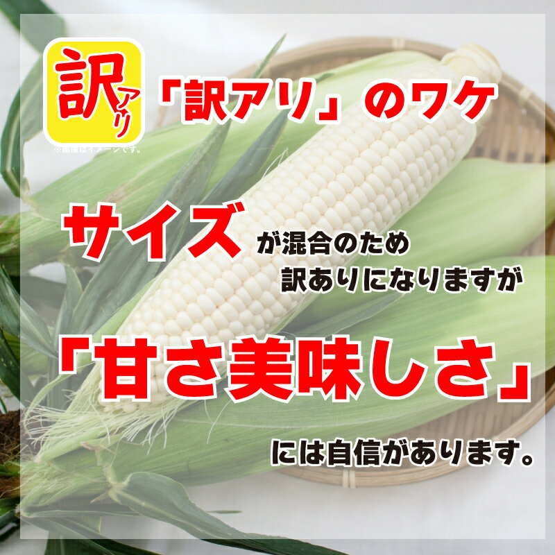 【ふるさと納税】 訳あり とうもろこし 白 5kg 先行予約 ホワイトコーン スイートコーン 甘い 《 2024年6月～順次発送 》 白い おおもの 大粒 コーン サラダ 徳島県 阿波市