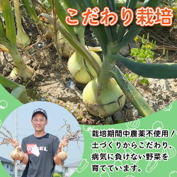 【ふるさと納税】 玉ねぎ 5kg 10kg 20kg サイズ混合 訳あり 不揃い 野菜 たまねぎ 玉葱 ハンバーグ 肉じゃが オニオン 送料無料 健康 味噌汁 数量限定 新鮮 季節 産地直送 令和5年 2023年 発送 徳島県 阿波市･･･ 画像1