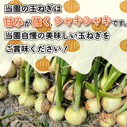 【ふるさと納税】 玉ねぎ 5kg 10kg 20kg サイズ混合 訳あり 不揃い 野菜 たまねぎ 玉葱 ハンバーグ 肉じゃが オニオン 送料無料 健康 味噌汁 数量限定 新鮮 季節 産地直送 令和5年 2023年 発送 徳島県 阿波市･･･ 画像2