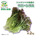 【ふるさと納税】 野菜 サニーレタス 約 2kg 朝どれ 産地直送 先行予約 サラダ サンドイッチ 徳島県 阿波市